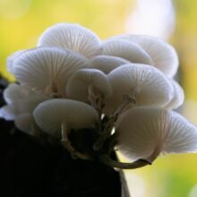 White Mushrooms